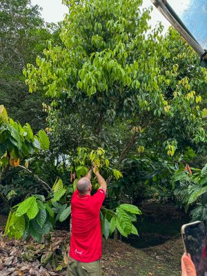 La Fortuna - cacao bean picking